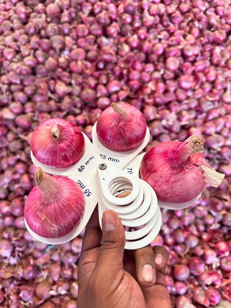 Graded onions sizing check using calibration rings