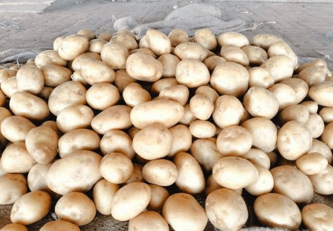 Export potato consignment packed in sacks on truck