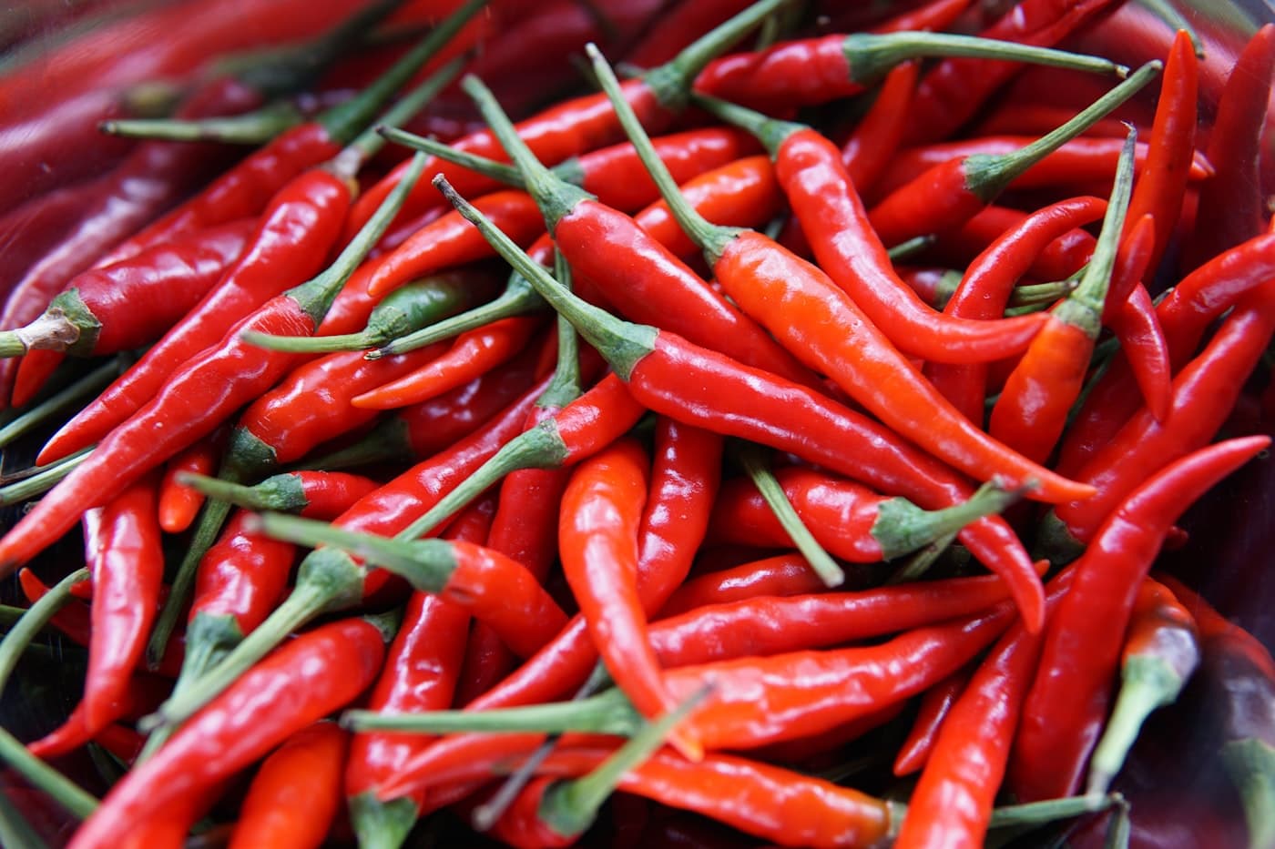 Fresh red chillies graded for export